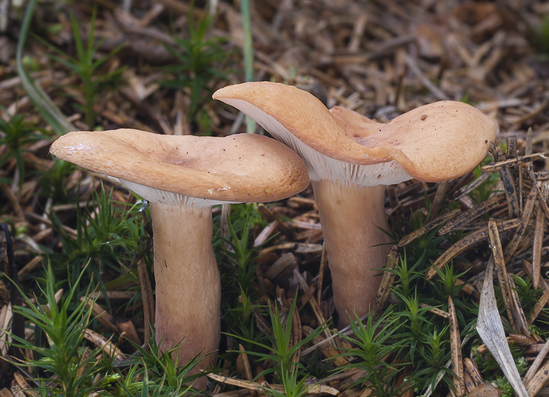 Lactarius tabidus